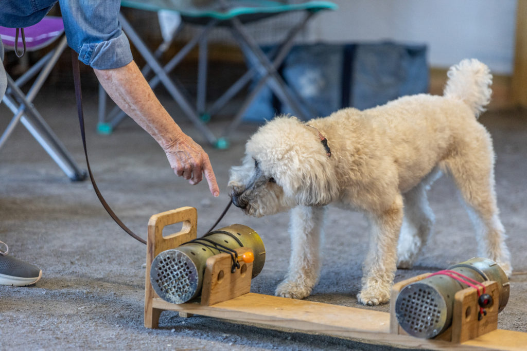 Dog sniffing rat tube during barn hunt training