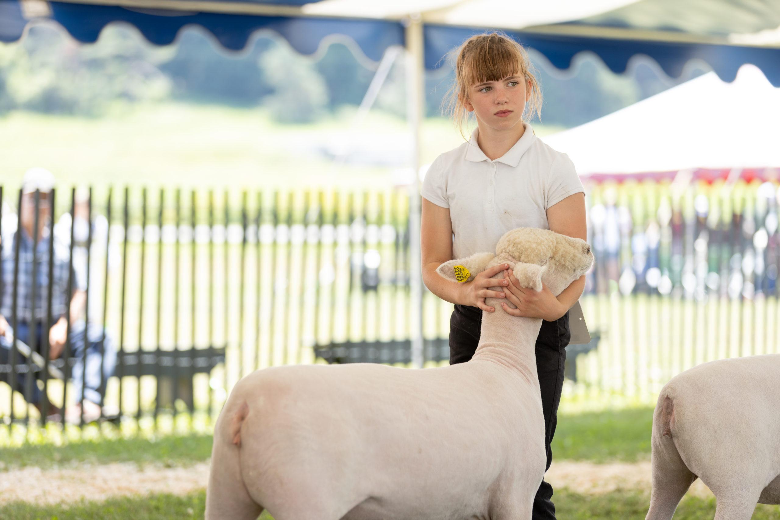Mollie showing a Southdown Lamb