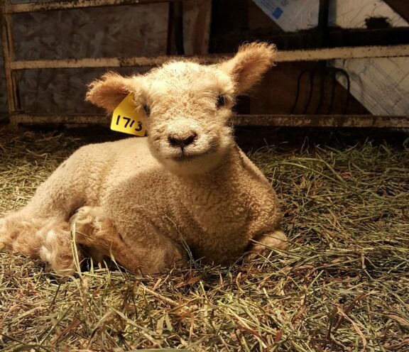 Lamb laying down under a lamp